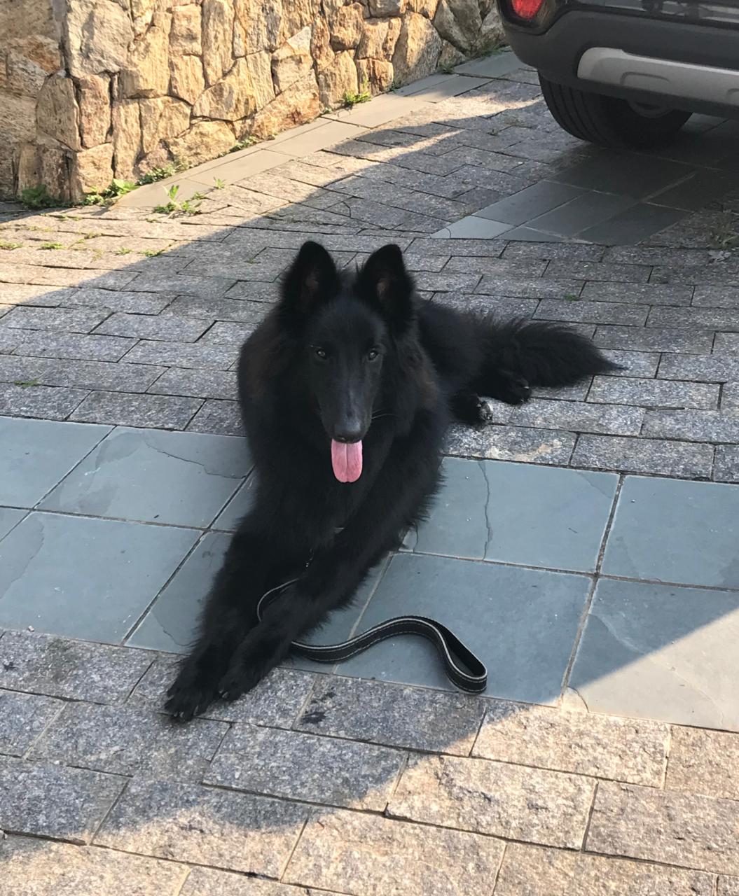 Filhote Groenendael brincando
