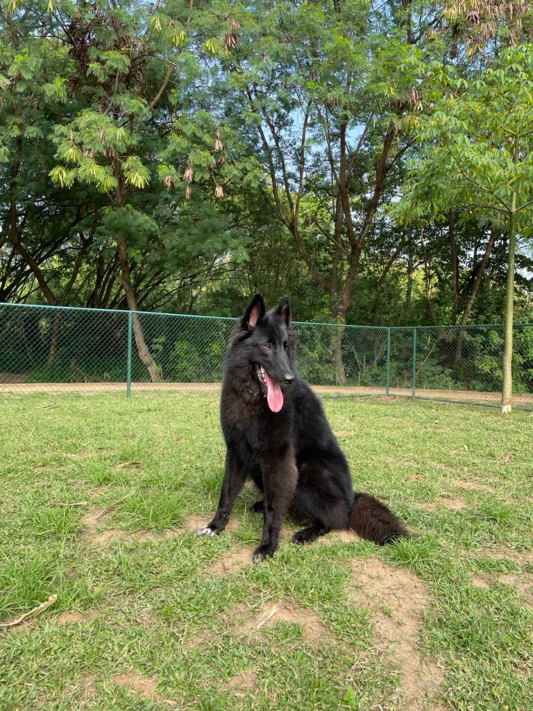 Área dos cães