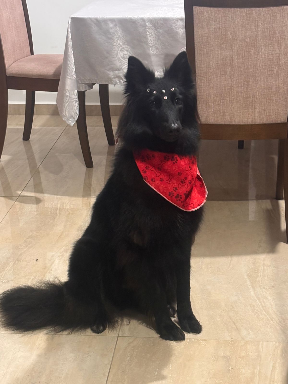 Cão