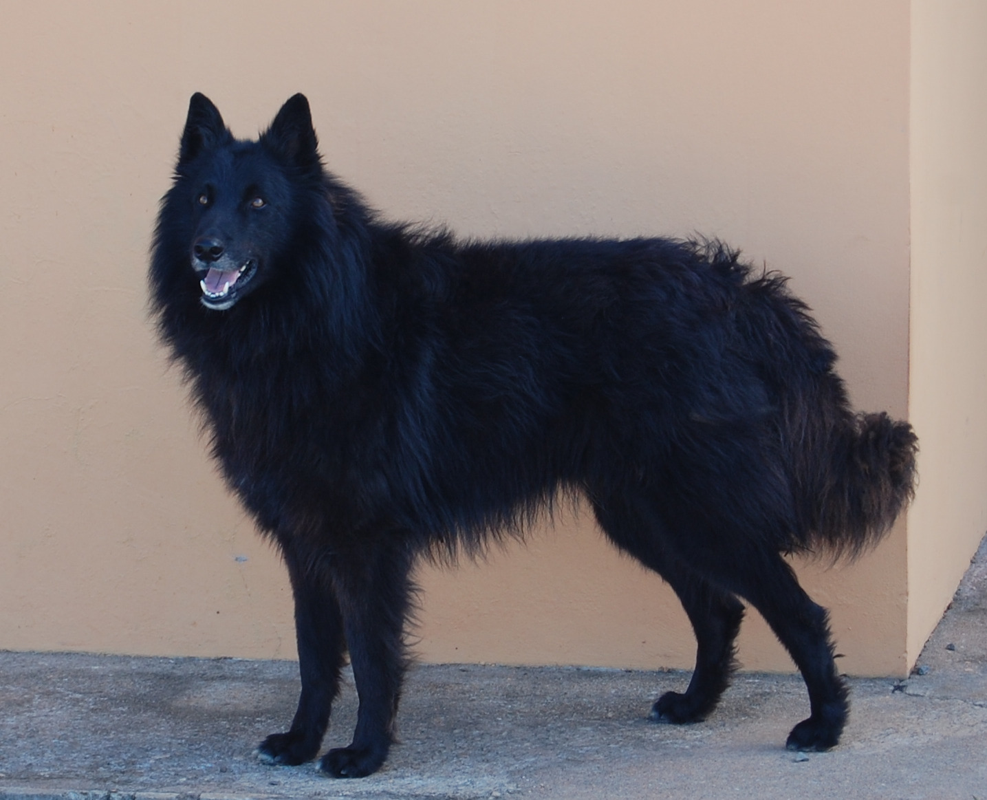 Onix Wolf of Royal Rotterdam