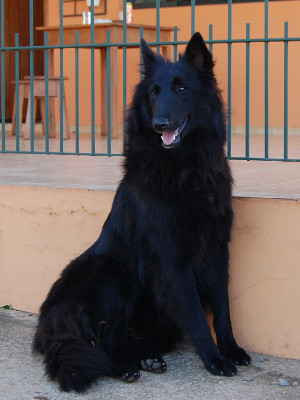 Valentine of Royal Belgian Ranch